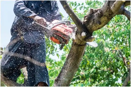 tree services Amber